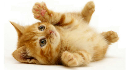 Caring for Cats