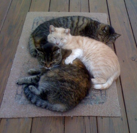 foster kittens waiting to be adopted