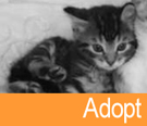 Adopt