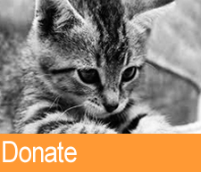 Donate