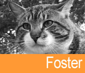 Foster