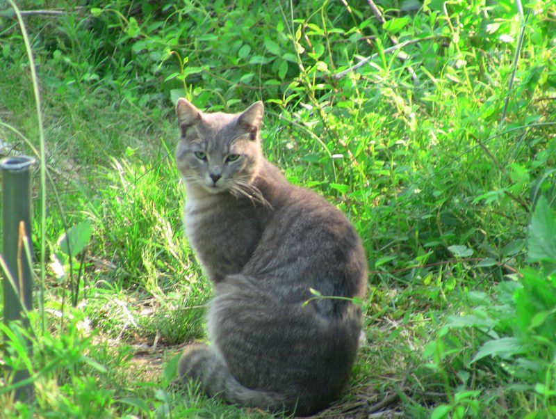 tnr cat