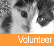 Volunteer